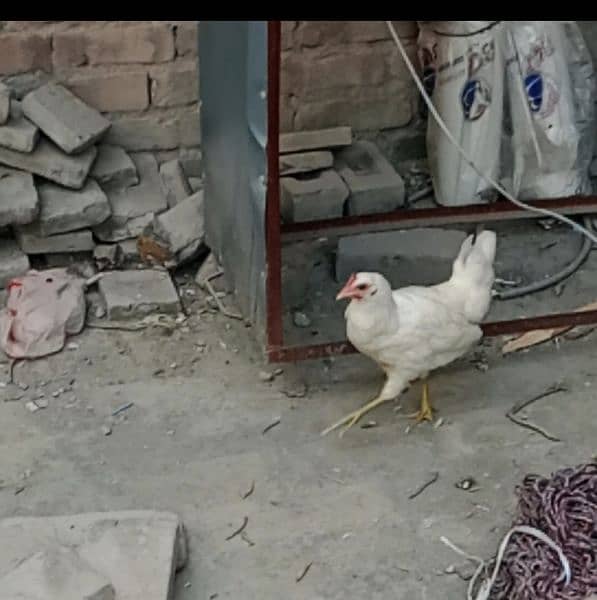 Murghi Hen Desi Near to Start Egg 0