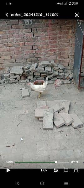 Murghi Hen Desi Near to Start Egg 2