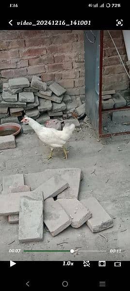 Murghi Hen Desi Near to Start Egg 3