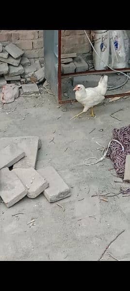 Murghi Hen Desi Near to Start Egg 4