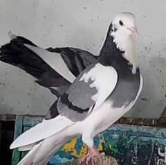 LaL or Hare Dobaaz pigeons