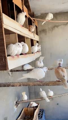 Dove (Khumry )For Sale