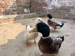 ducks