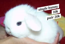 Holland lop bunnies