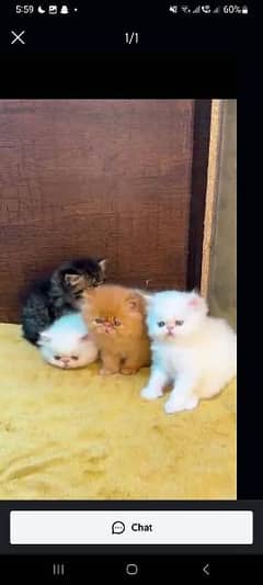 Persian cat for sale male or female my WhatsApp 0323=00=97=122