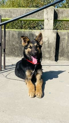 *german shapherd Puppy *  * Age 4 months *