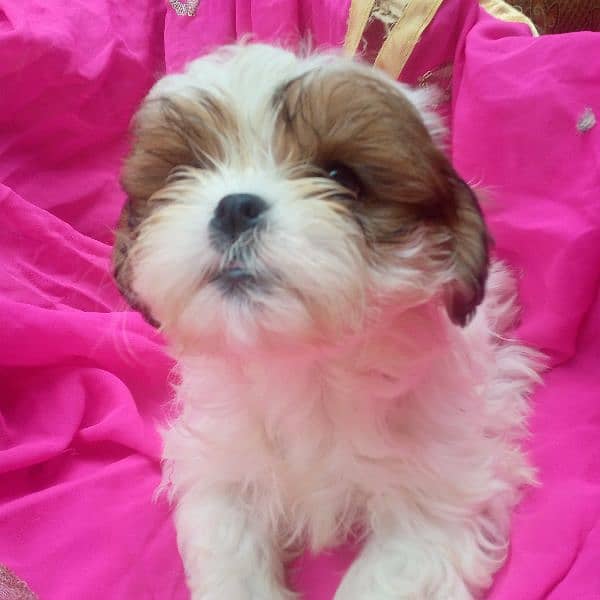 shihtzu puppy for sale 0