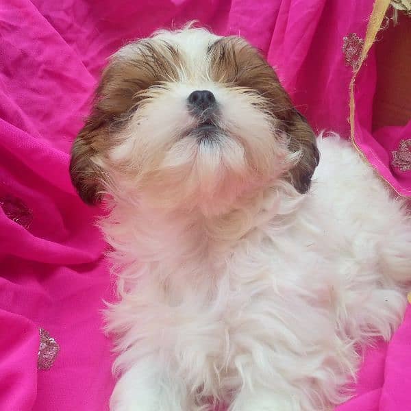 shihtzu puppy for sale 1