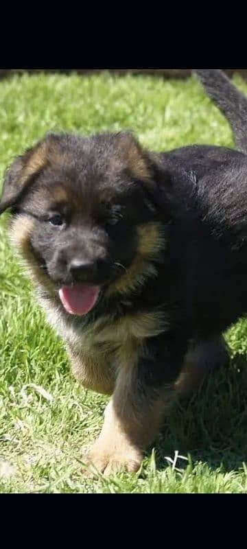 Black German Puppy 1