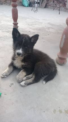 Siberian Husky puppies for sale vaccine complete