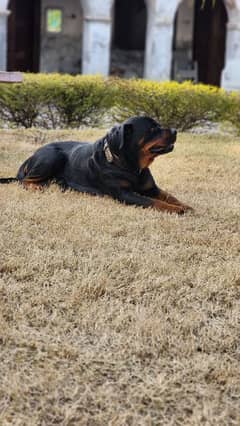 Rottweiler