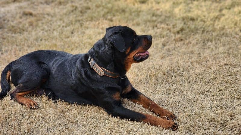 Rottweiler Female Dog / Rottweiler Female  Available For Sale 4