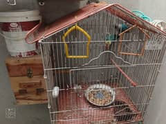 love bird pair and cage plus box