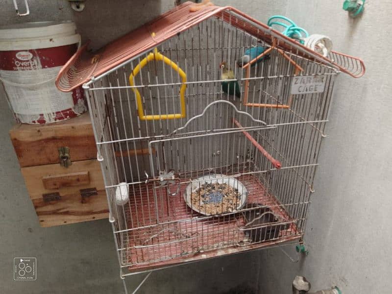 love bird pair and cage plus box 1