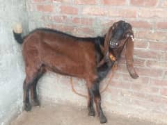 pure Nagra Male Goat Fresh 2 Dant Healthy & active Best for Qurbani