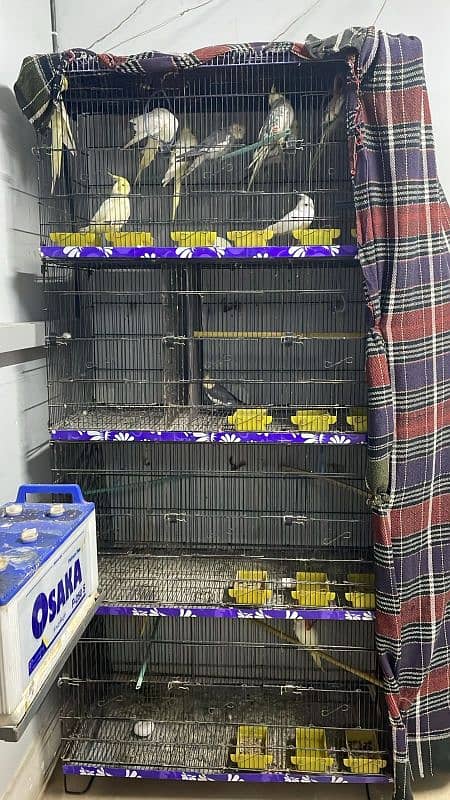 Cockatiels For Sale 0