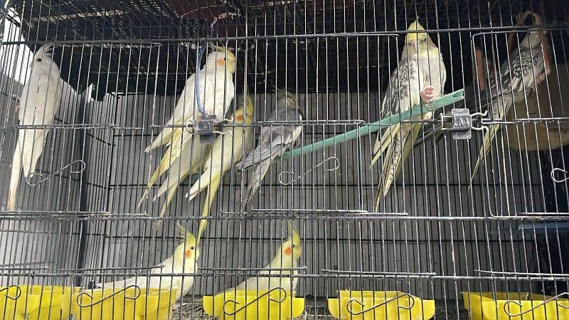 Cockatiels For Sale 1