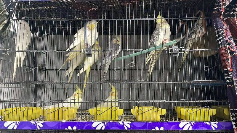 Cockatiels For Sale 2