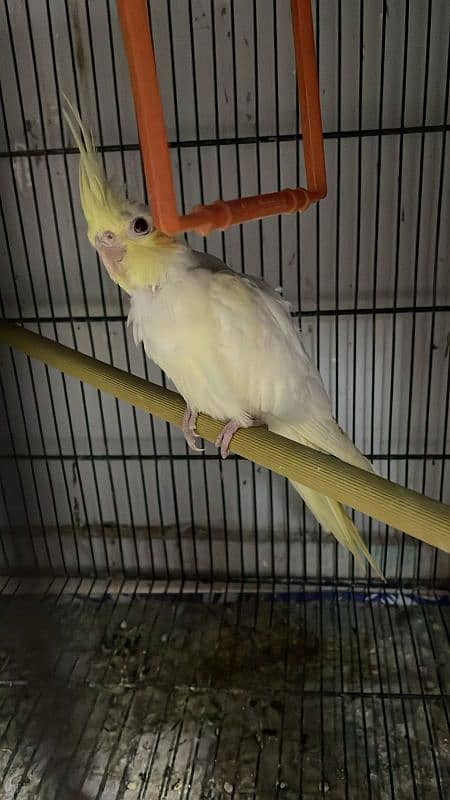 Cockatiels For Sale 3