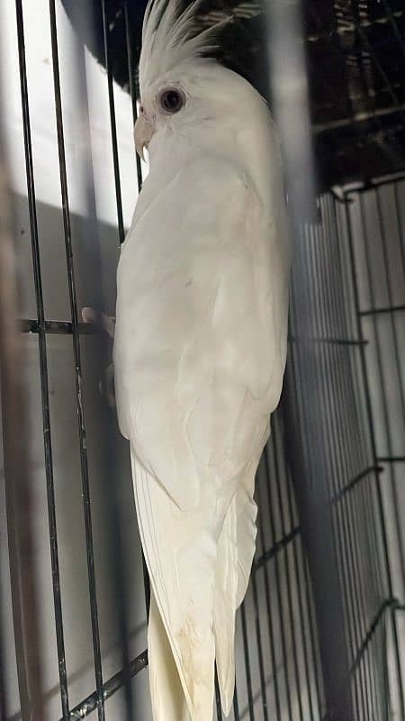 Cockatiels For Sale 4