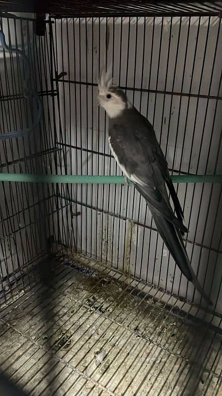 Cockatiels For Sale 5