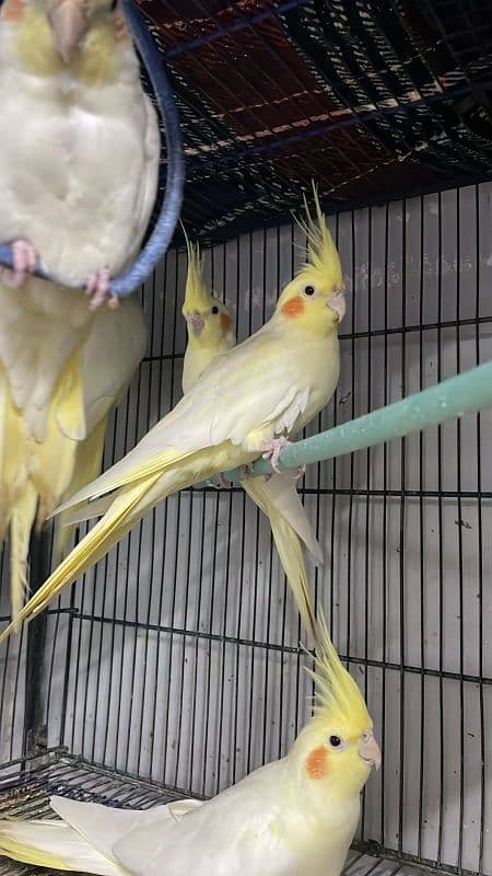 Cockatiels For Sale 6