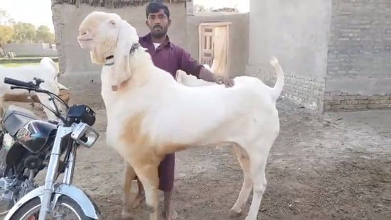 desi Bakra for sale WhatsApp number 03314594754) 1