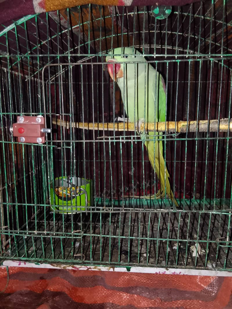 Raw parrot for sale in Azad Kashmir Pakistan 0