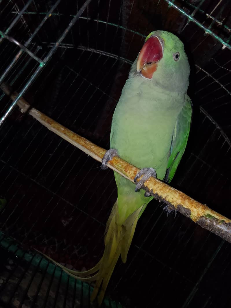 Raw parrot for sale in Azad Kashmir Pakistan 1