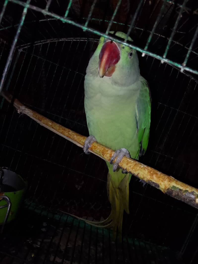 Raw parrot for sale in Azad Kashmir Pakistan 2