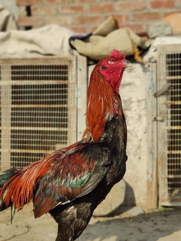 lakha sindhi male for sale Long hight 1