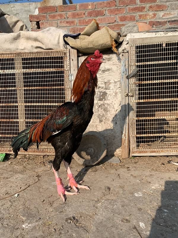 lakha sindhi male for sale Long hight 2