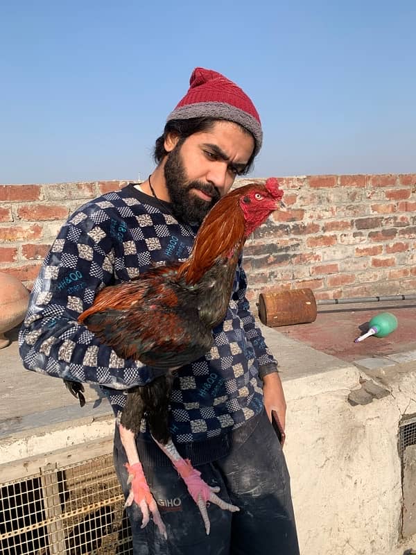 lakha sindhi male for sale Long hight 3