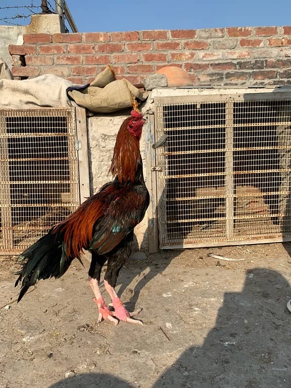 lakha sindhi male for sale Long hight 4