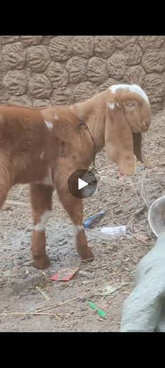 Doodh wali Bakri with breading quality male kid