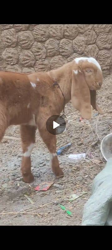 Doodh wali Bakri with breading quality male kid 9