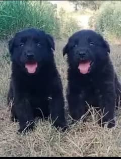 German Shepherd puppies | Black German Shepherd Long Coat Pair