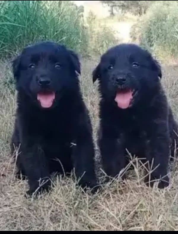 German Shepherd puppies | Black German Shepherd Long Coat Pair 0