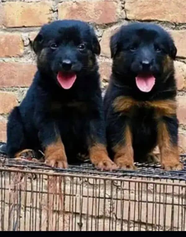 German Shepherd puppies | Black German Shepherd Long Coat Pair 4