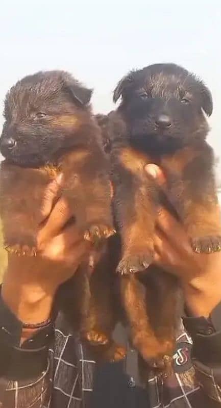 German Shepherd puppies | Black German Shepherd Long Coat Pair 1