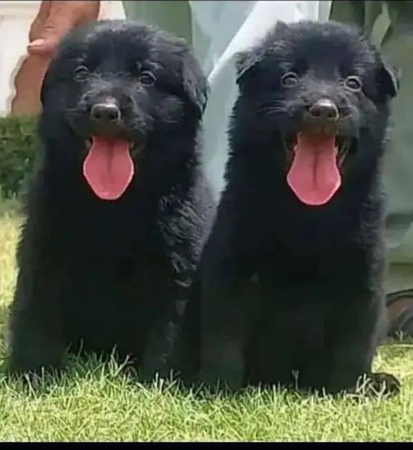 German Shepherd puppies | Black German Shepherd Long Coat Pair 4