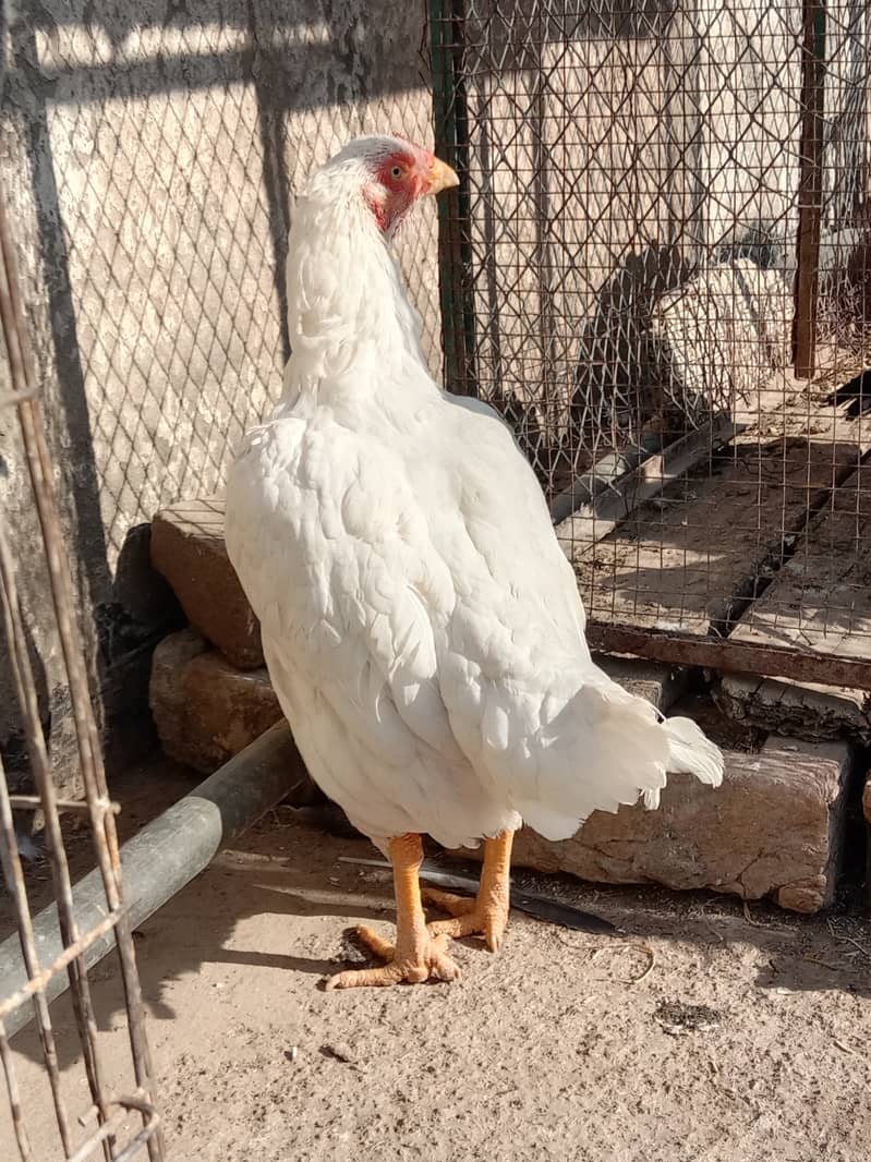 Quality Aseel Miawali blood heri female eggs guaranteed 0