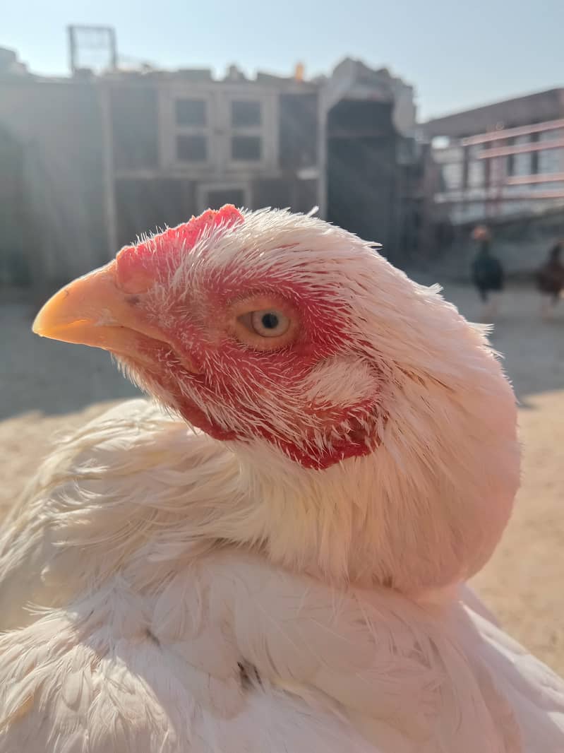 Quality Aseel Miawali blood heri female eggs guaranteed 1