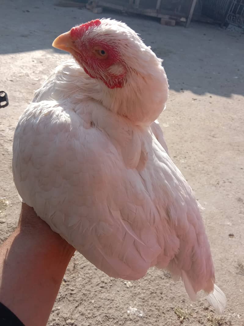 Quality Aseel Miawali blood heri female eggs guaranteed 2