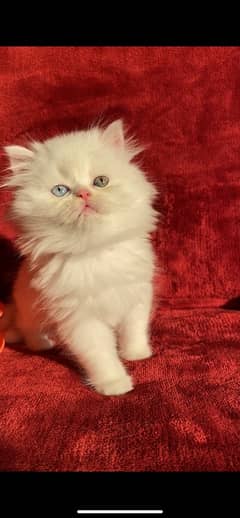 persian kitten