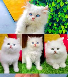 punch face triple Cote kitten cat male and female