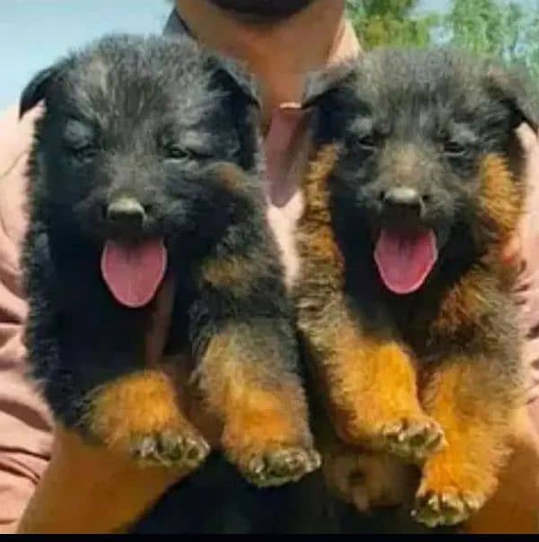 German Shepherd puppies | Black German Shepherd Long Coat Pair 2