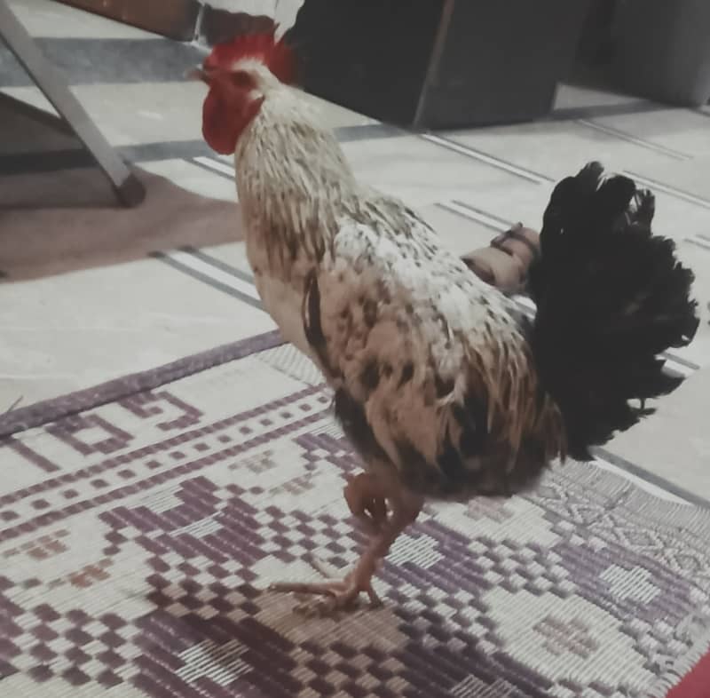 Active golden cock 0