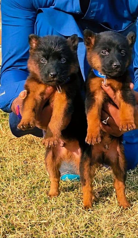 German Shepherd puppies | Black German Shepherd Long Coat Pair 1