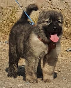 Caucasian Shepherd dog male 2 months for sale security dog